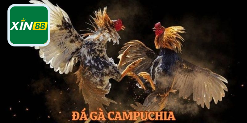 Hiểu thêm về đá gà Campuchia qua những thông tin cơ bản đầy thú vị